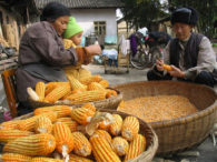 Corn in China - Mark Schlarbaum